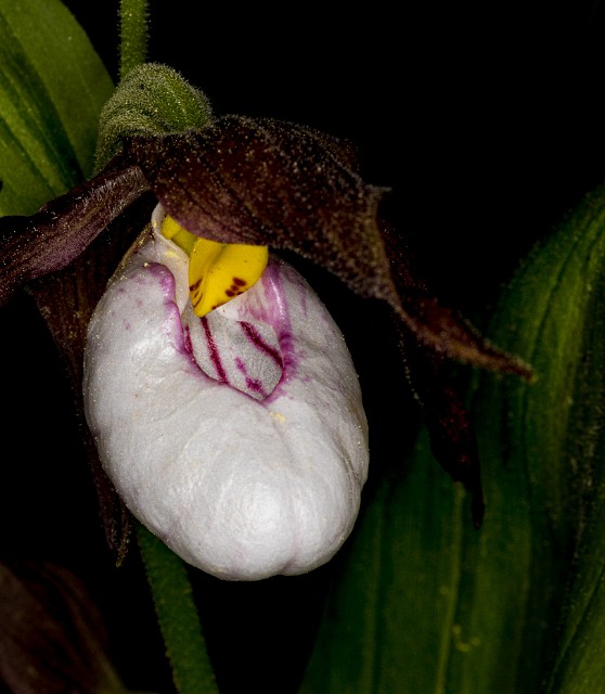 Cypirpedium montanum -Mountain Lady Slipper 19-3379.jpg
